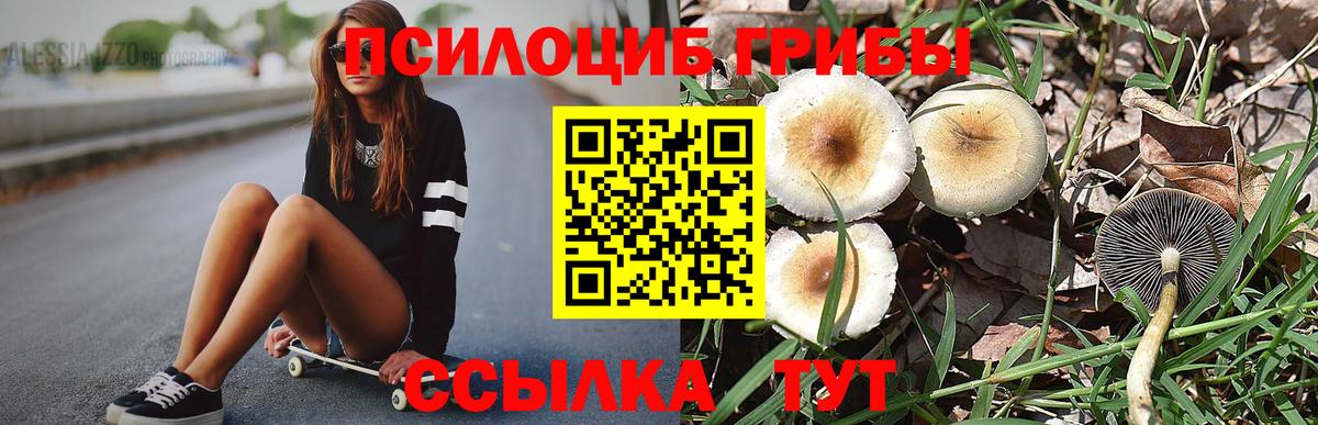 Галлюциногенные грибы Psilocybe  Вход с VPN  купить закладку  Шебекино 